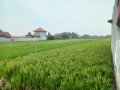 dijual-tanah-sawah-strategis-jombang-small-0