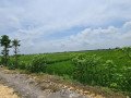 dijual-tanah-sawah-produktif-bojonegoro-small-1