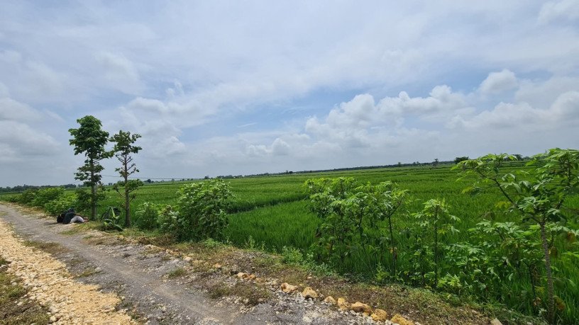 dijual-tanah-sawah-produktif-bojonegoro-big-1
