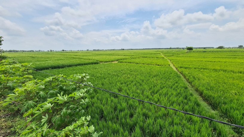 dijual-tanah-sawah-produktif-bojonegoro-big-0