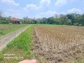 dijual-sawah-genaharjo-semanding-tuban-small-0
