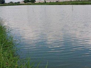 DIJUAL TAMBAK SIAP USAHA BANJAR SARI, GRESIK