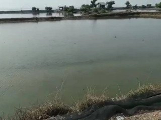 Dijual Tambak Produktif di Gresik