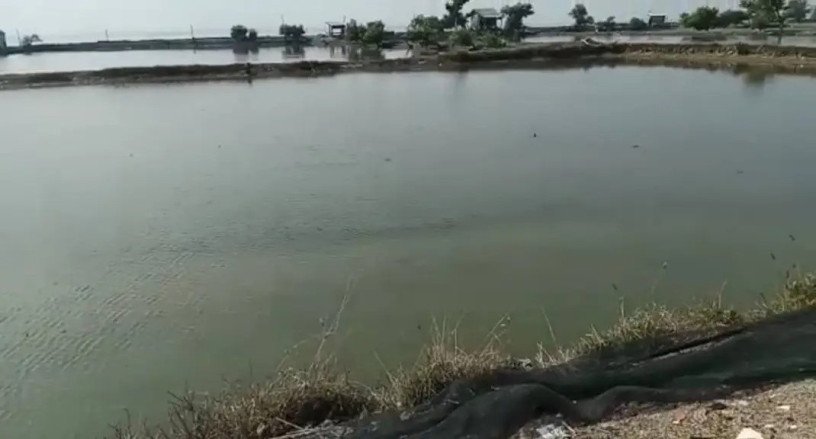 dijual-tambak-produktif-di-gresik-big-0