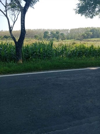 dijual-murah-lahan-strategis-17-hektar-big-0