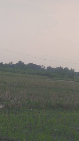 disewakan-lahan-milik-petani-nganjuk-jawa-timur-big-1