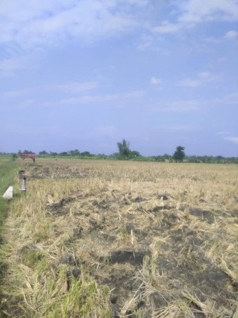 disewakan-lahan-milik-petani-nganjuk-jawa-timur-big-0