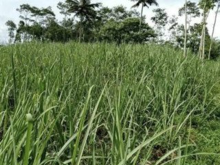 DIJUAL TANAH di Wagir, Sumberpang Kabupaten Malang