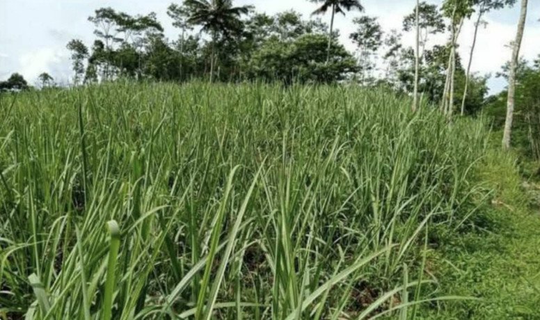 dijual-tanah-di-wagir-sumberpang-kabupaten-malang-big-0