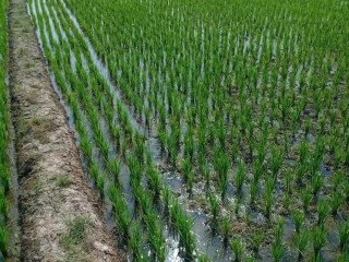 DIJUAL TANAH PRODUKTIF SIAP USAHA PANGKLANGAN, MERAKURAK