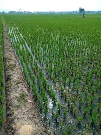 dijual-tanah-produktif-siap-usaha-pangklangan-merakurak-big-0