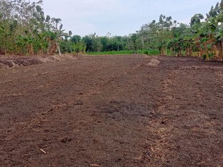 Dijual Cepat Tanah Sawah Bareng, Ngasem, Bojonegoro