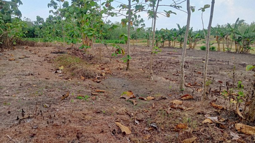 dijual-cepat-tanah-sawah-bareng-ngasem-bojonegoro-big-2