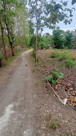 dijual-cepat-tanah-sawah-bareng-ngasem-bojonegoro-big-3