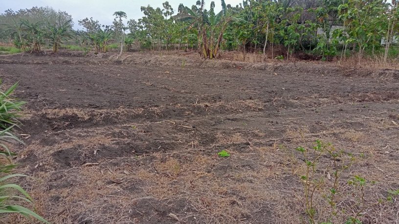 dijual-cepat-tanah-sawah-bareng-ngasem-bojonegoro-big-1