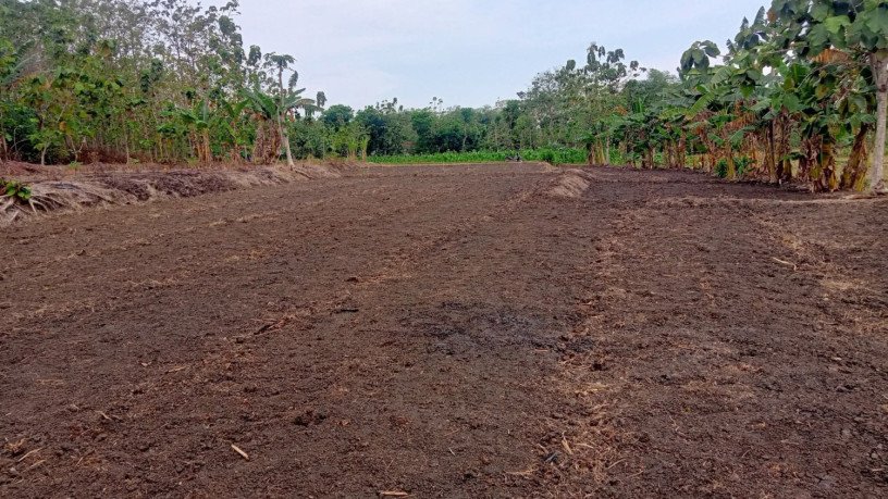 dijual-cepat-tanah-sawah-bareng-ngasem-bojonegoro-big-0