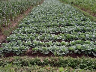 DIJUAL CEPAT SAWAH PRODUKTIF