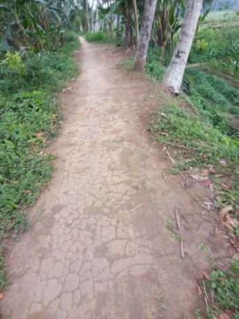 dijual-cepat-sawah-produktif-big-1