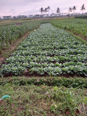 dijual-cepat-sawah-produktif-big-0