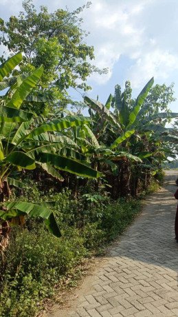 dijual-cepat-tanah-pekarangan-murah-big-0