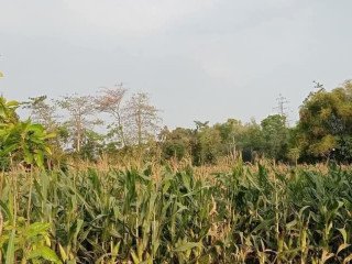 DIJUAL TANAH SAWAH SUBUR SEMANDING, PAGU, KEDIRI
