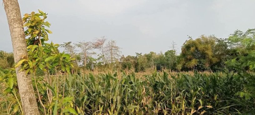 dijual-tanah-sawah-subur-semanding-pagu-kediri-big-0