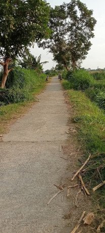 dijual-tanah-sawah-subur-semanding-pagu-kediri-big-2