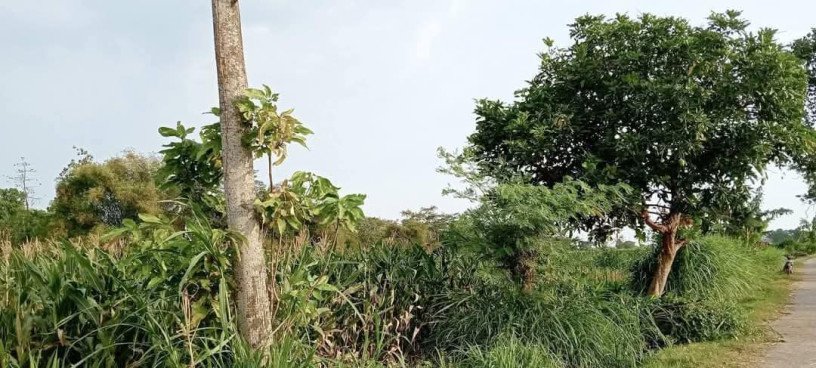 dijual-tanah-sawah-subur-semanding-pagu-kediri-big-3