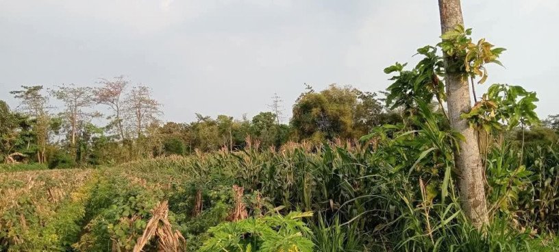 dijual-tanah-sawah-subur-semanding-pagu-kediri-big-1