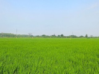 DIJUAL TANAH SAWAH LOKASI STRATEGIS