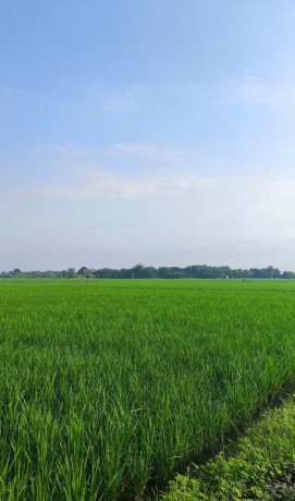 dijual-tanah-sawah-lokasi-strategis-big-1