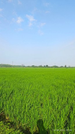 dijual-tanah-sawah-lokasi-strategis-big-0