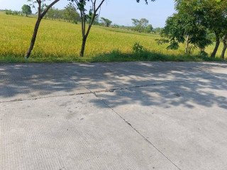 DIJUAL SAWAH SIAP GUNA TANJUNG HARJO, KAPAS BOJONEGORO