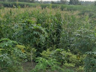 DIJUAL TANAH SAWAH STRATEGIS GRESIK