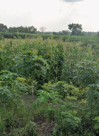 dijual-tanah-sawah-strategis-gresik-big-0