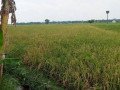 dijual-sawah-siap-tanam-bojonegoro-small-0