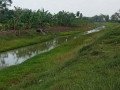 dijual-sawah-siap-tanam-bojonegoro-small-1