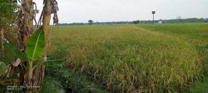 dijual-sawah-siap-tanam-bojonegoro-big-0