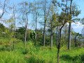 dijual-kebun-durian-produktif-view-gunung-arjuna-small-2