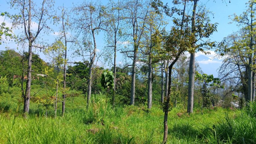 dijual-kebun-durian-produktif-view-gunung-arjuna-big-2