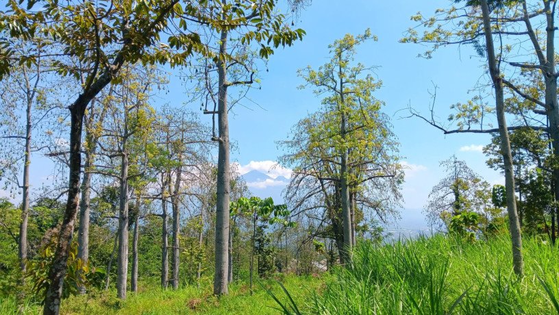 dijual-kebun-durian-produktif-view-gunung-arjuna-big-1