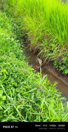 disewakan-lahan-sawah-siap-tanam-gombang-tirtoadi-mlati-sleman-big-2