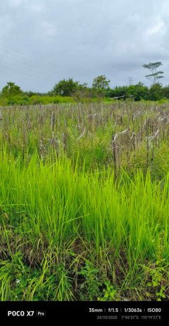 disewakan-lahan-sawah-siap-tanam-gombang-tirtoadi-mlati-sleman-big-1