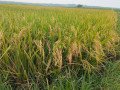 dijual-sawah-bagus-di-senori-merakurak-small-1
