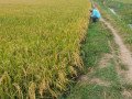dijual-sawah-bagus-di-senori-merakurak-small-2