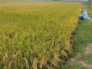 Dijual Sawah Bagus di Senori, Merakurak