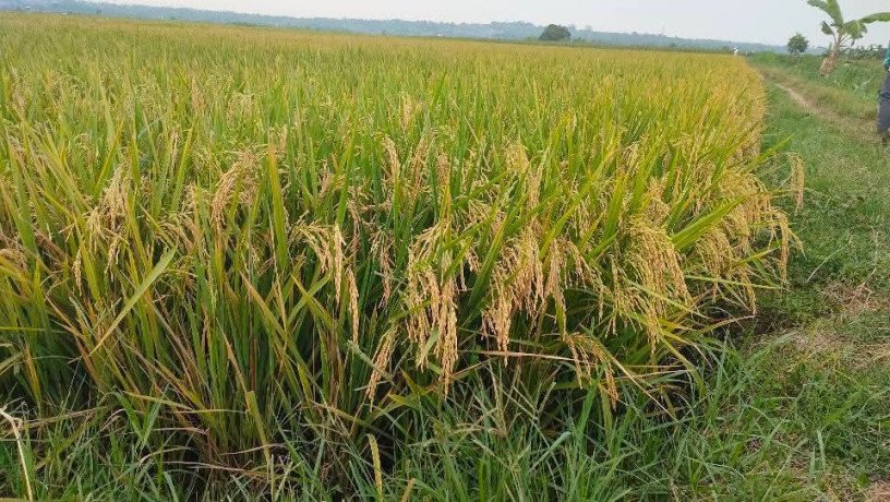 dijual-sawah-bagus-di-senori-merakurak-big-1