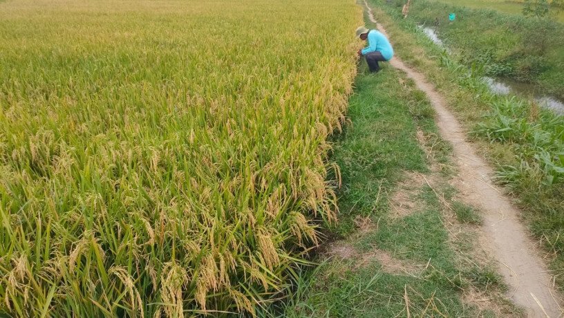 dijual-sawah-bagus-di-senori-merakurak-big-2