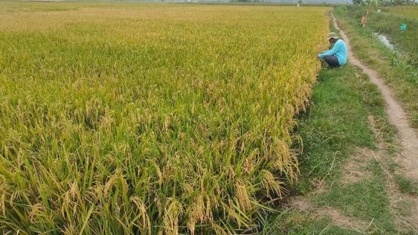 dijual-sawah-bagus-di-senori-merakurak-big-0