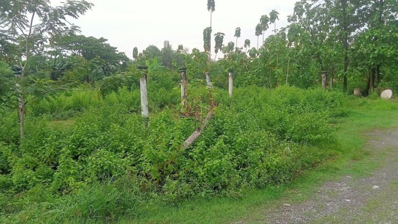 dijual-tanah-strategis-di-ngraho-bojonegoro-big-2